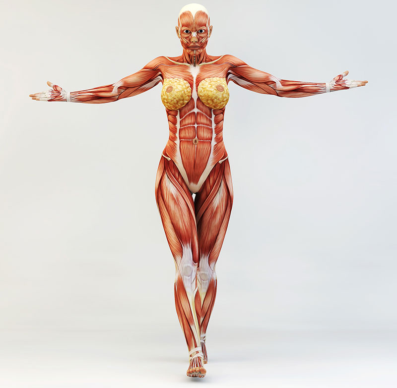 What Is Better - Under Or Over The Muscle Breast Implants? - Blog